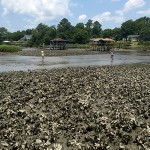 July: Oyster reef research in Shallotte, NC